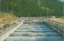 c1960s Bonneville Dam fish ladders salmon Oregon Columbia River postcard C80 picture