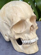 Life Size Human Skull Wood Skull carved Wooden Sculpture Gothic Skull Carving  picture