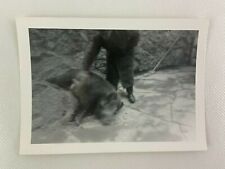 Dead Boar Pig Blurry Picture Vintage B&W Photograph 3.25 x 4.5 Germany picture