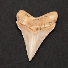 Razor Sharp serrated O. Chubutensis Shark Tooth - 100% Authentic Fossil picture
