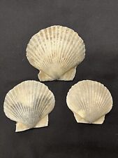 RARE Fossilized SCALLOP SHELLS ( 3 ) From Central Florida - Pliocene Era.  picture