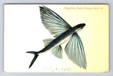 Catalina Island CA-California, Avalon, Flying Fish, Antique Vintage Postcard picture