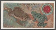 Churchman's Boy Scout card, A Series, 1916, No 33, The Frog and the Toad picture