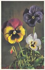Flowers Pansy vintage postcard PM 1964 picture