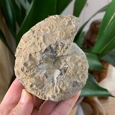 482g Natural Rare Ammonite Fossil Conch Quartz Crystal Specimen Reiki Healing picture