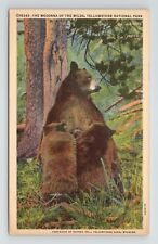 Madonna of the Wilds Yellowstone National Park Bears VTG WY Postcard Haynes picture