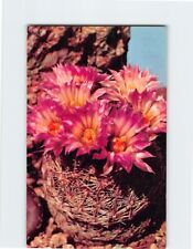 Postcard Arizona Pincushion Flowers picture