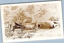 postcard rppc Rattlesnake swallowing a rabbit picture