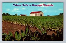 KY-Kentucky, Tobacco Field, Ripe Burley Tobacco, Antique Vintage Postcard picture