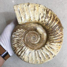 1990g Natural ammonite fossil conch Crystal specimen healing picture
