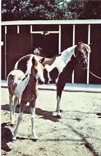 1964 VA Chincoteague Pony Stormy & Foggy Mist daughter of Misty postcard A69 picture