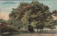 Water Oak Tree Washington St Athens Georgia 1913 PM Postcard picture