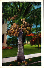 Postcard Miami, Florida Cocoanut Palm Residence, Sidewalk 1915-30 Unposted P323 picture