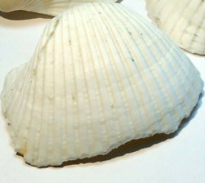 Single White Ark Shell Seashell beach decor clam medium 1.5X1.5