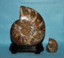 Ammonite Very large Approx. 1 990g Approx. 215mm    With   pedestal Whole irid picture