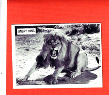 1966 PHILLADELPHIA   DAKTARI   #62     ANGRY KING   EX/NM picture