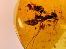 A101 BU798 Large Worker Ant w/large stinger in Burmese Amber Burmite 99mya picture