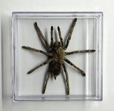 Real Tarantula Spider Specimen in Clear Acrylic Display picture