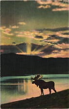 Vtg Postcard Denver Colorado Bull Moose Entering A Lake At Evening Twilight picture
