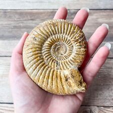 Ammonite (White) Fossil Polished; 216 g Authentic Real picture