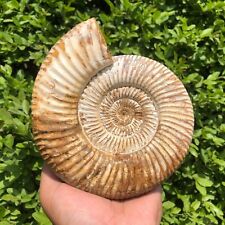 1210g Whole natural ammonite fossil conch crystal specimen healing picture