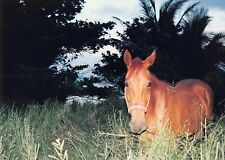 Color Photo Beautiful Chestnut Horse Pony Farm Ranch Animal #1 picture