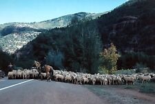 4 1980 Telluride Colorado 35 MM KODACHROME SLIDES Sheep Water Mountains picture