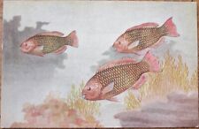 Hashime Murayama 1920 Artist Signed Miami Aquarium Postcard, Rainbow Parrot Fish picture