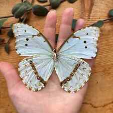 White Morpho Butterfly 'Morpho epistrophus' UNSPREAD picture