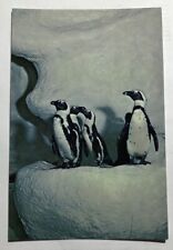 New England Aquarium Jackass Penguins Boston, Mass. Postcard (B1) picture