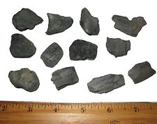 Triassic burnt fossil tree wood charcoal evidence of ancient forest fires picture