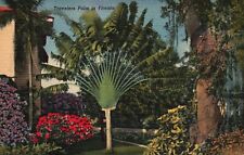 Postcard FL Florida Travelers Palm in Florida 1954 Linen Vintage PC a994 picture