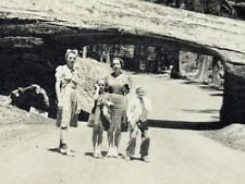 2i Photograph 1939 Family Photo Portrait In Road Downed Tunnel Tree Women Kids picture