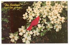 The Cardinal c1950's Ohio State Bird picture