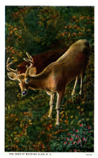 Vintage 1933 200lb Buck Deer Of Watkins Glen New York PCB-6F picture