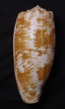 edspal shells - Conus geographus 120mm F++/F+++ marine gastropods sea shells picture