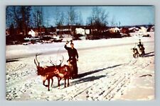 Fairbanks AK-Alaska, Reindeer Sled, Chena, Snow, Vintage Postcard picture