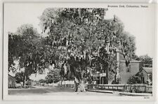 Brunson Oak, Columbus, Texas; Colorado County history postcard % picture