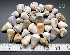 Large Hawaiian Cone shells - Assorted Colors and Patterns picture