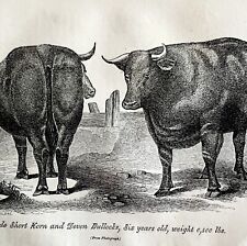 Short Horn Ox And Devon Bull 1863 Victorian Agriculture Animals Art DWZ4A picture