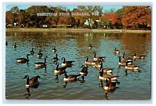 c1960s Swan Gathering, Greetings from Baraboo Wisconsin WI Postcard picture