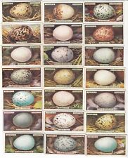 Complete Set of 50 Birds Eggs Paintings Cards from 1923 picture