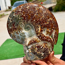 1.8LB Rare Natural Tentacle Ammonite FossilSpecimen Shell Healing Madagascar picture