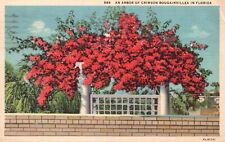 Postcard FL Arbor of Crimson Bougainvillea Florida 1937 Linen Vintage PC e4053 picture