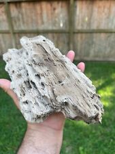 Texas Petrified Live Oak Wood Heavily Rotted Log Piece 10x5x2 Beaumont Formation picture