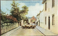 Vintage Postcard Sheep at Bare Village near Morecambe Lancashire England UK picture