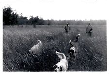 LG58 1969 Original Photo HUNTING DOGS Walking in Tall Grass Fields Sportsman picture