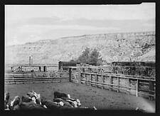 Photo:View of the corrals and some of the cattle at Medora, North Dakota picture
