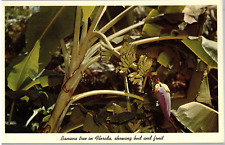 Postcard Banana Tree in Florida showing Bud and Fruit picture