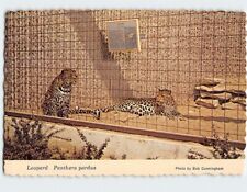 Postcard Leopard (Panthera Pardus) Kansas City Zoo Missouri USA picture